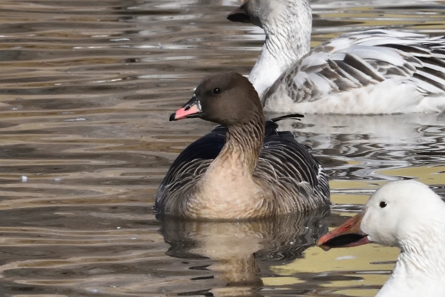 Pink-footed Goose - ML302678411