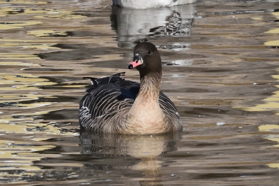 Pink-footed Goose - ML302678511
