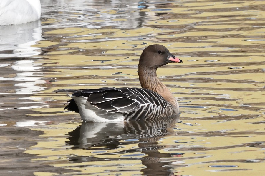 Pink-footed Goose - ML302678591