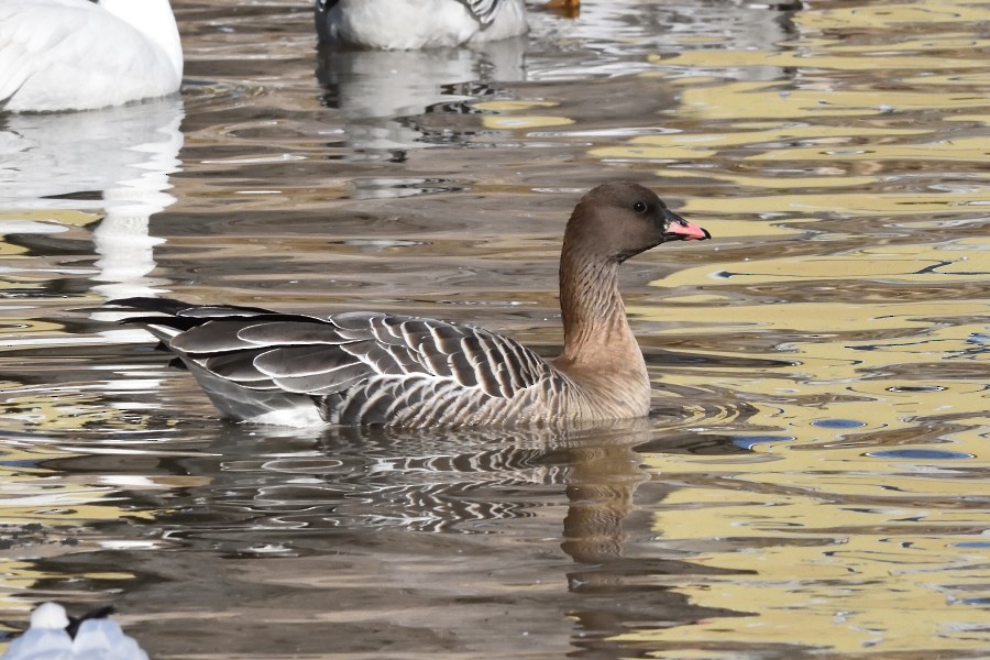 Pink-footed Goose - ML302678691