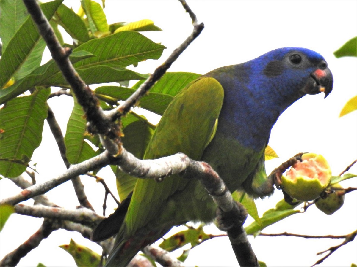 Blue-headed Parrot - ML302679111