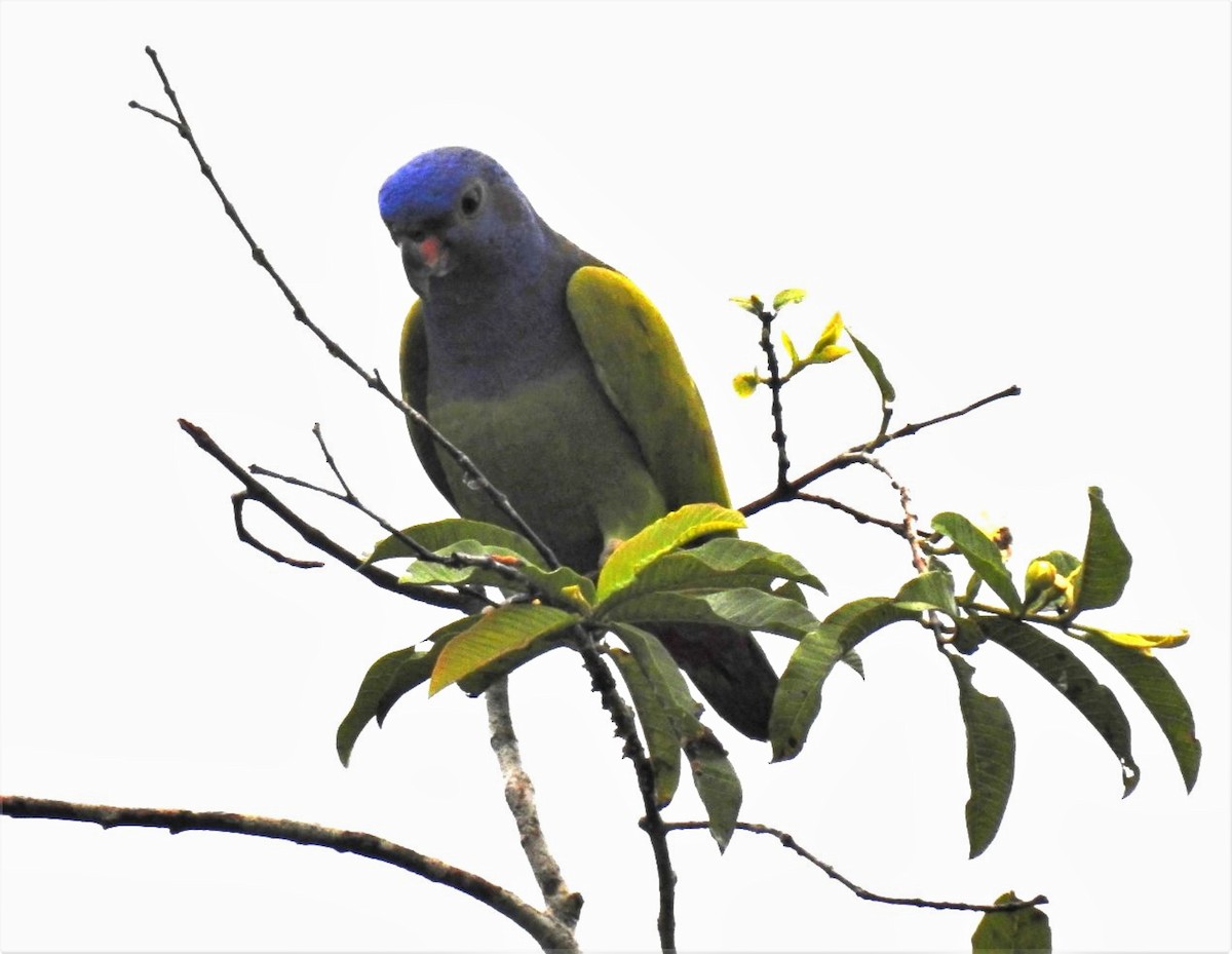 Blue-headed Parrot - ML302679121