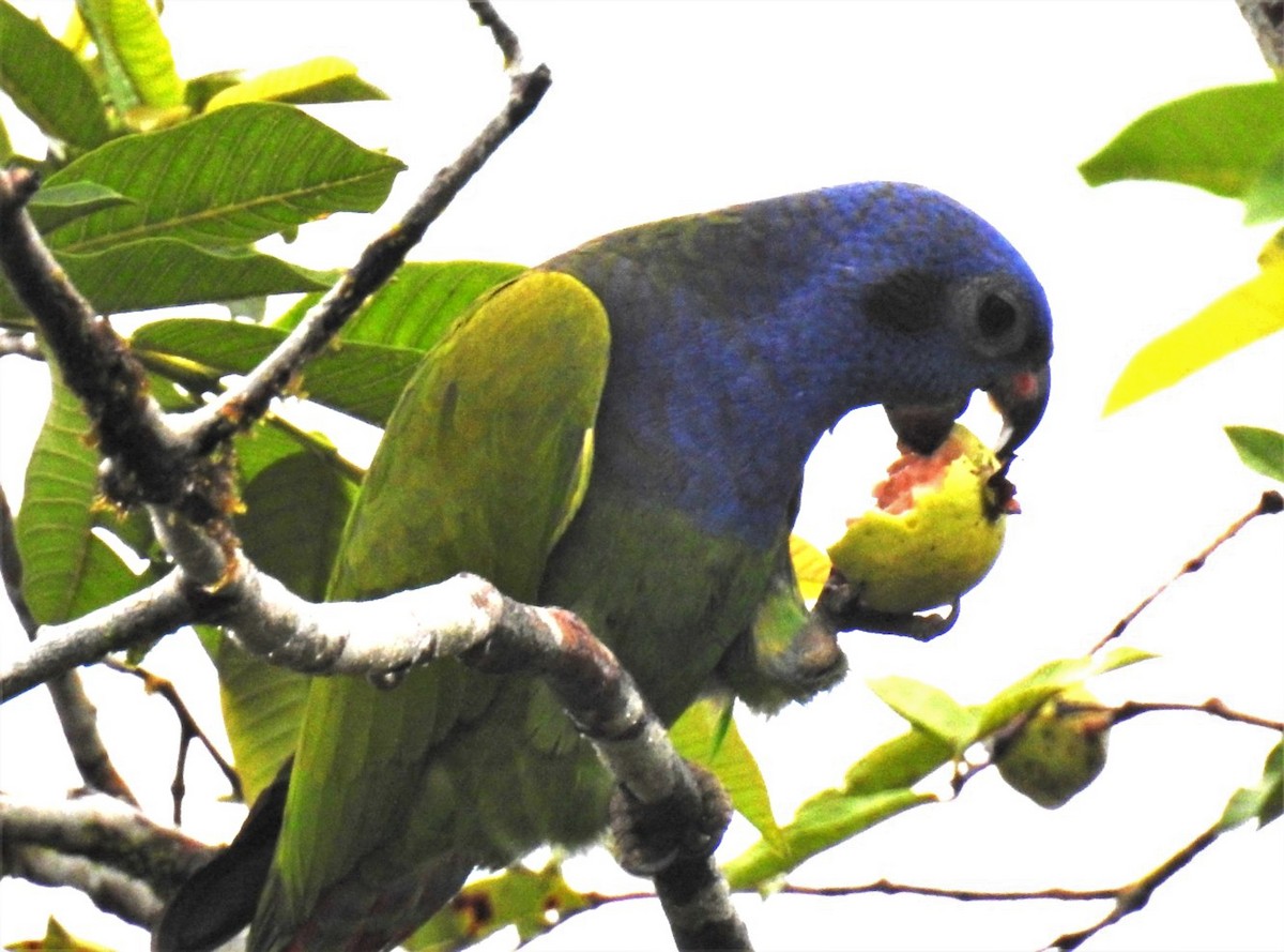 Blue-headed Parrot - ML302679141