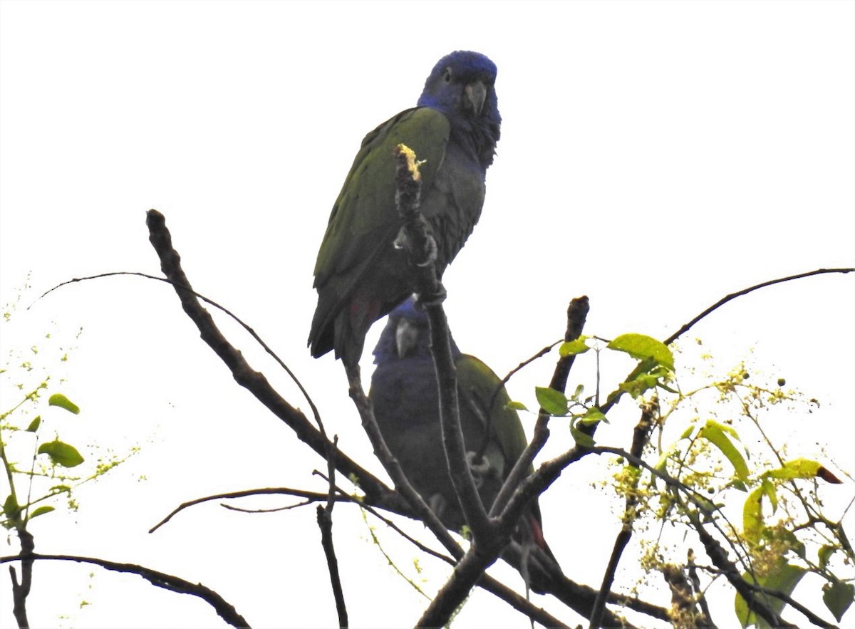 Blue-headed Parrot - ML302679161