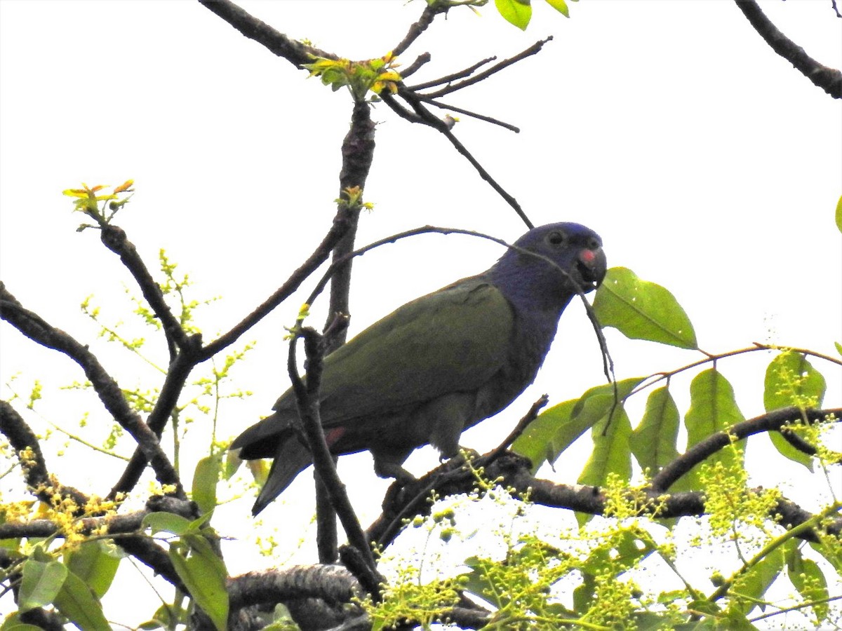 Blue-headed Parrot - ML302679171