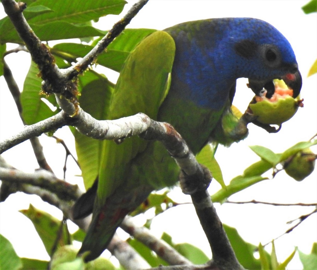 Blue-headed Parrot - ML302679191