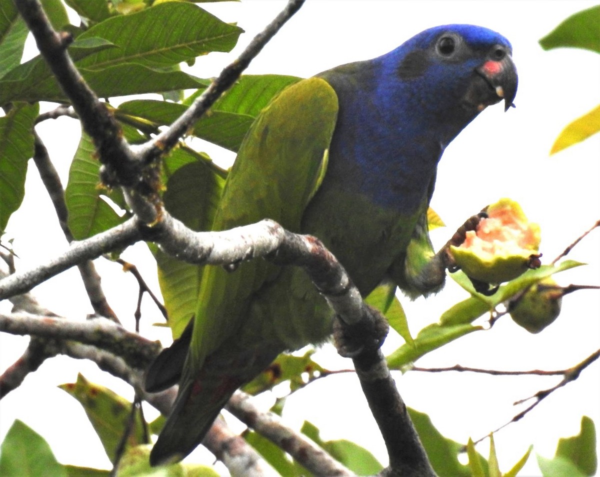 Blue-headed Parrot - ML302679201