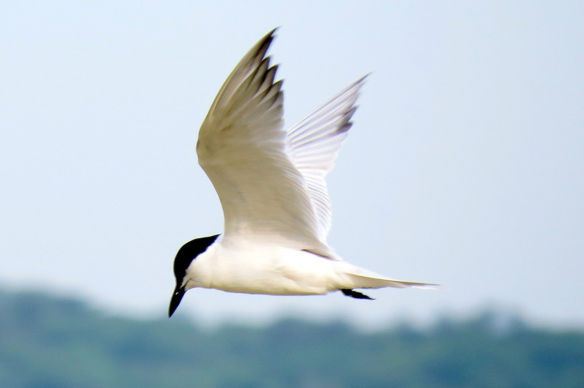 Gull-billed Tern - Matt Kelly