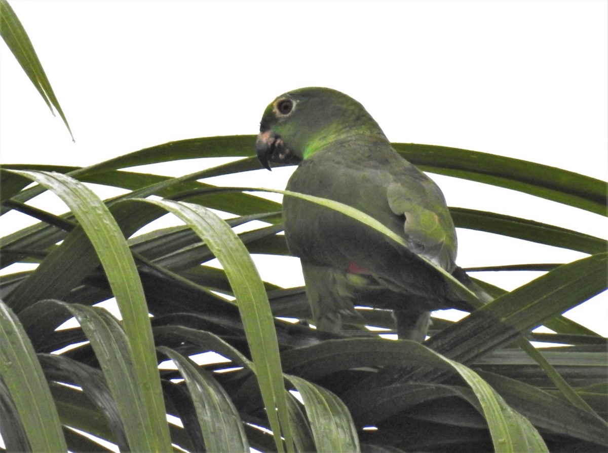Yellow-crowned Parrot - ML302679241