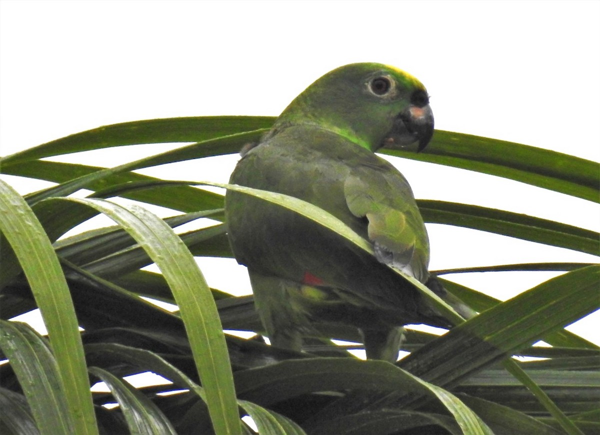 Yellow-crowned Parrot - ML302679261