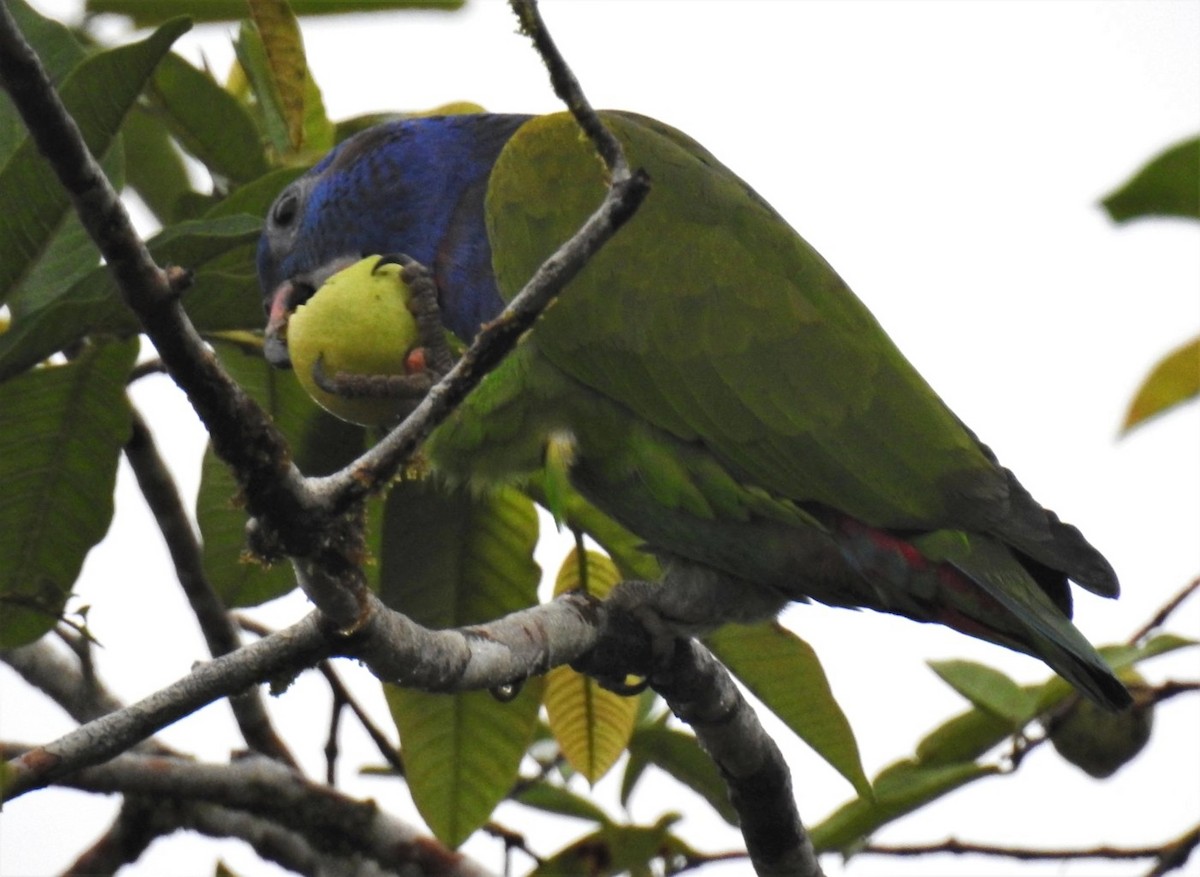 Blue-headed Parrot - ML302679271