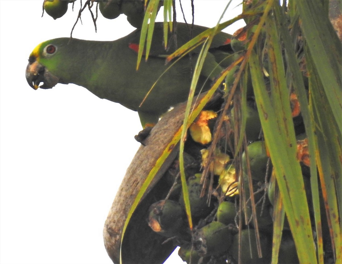 Yellow-crowned Parrot - ML302679281