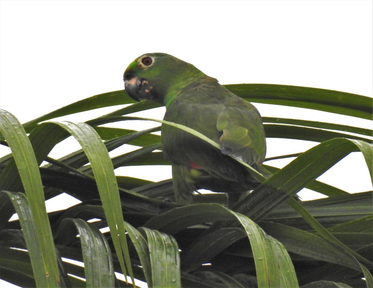 Yellow-crowned Parrot - ML302679311