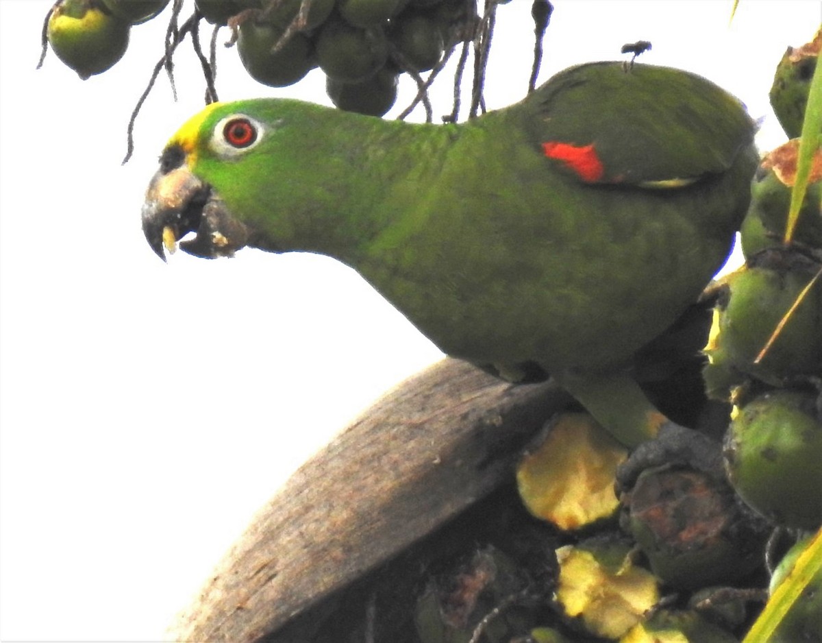 Yellow-crowned Parrot - ML302679321