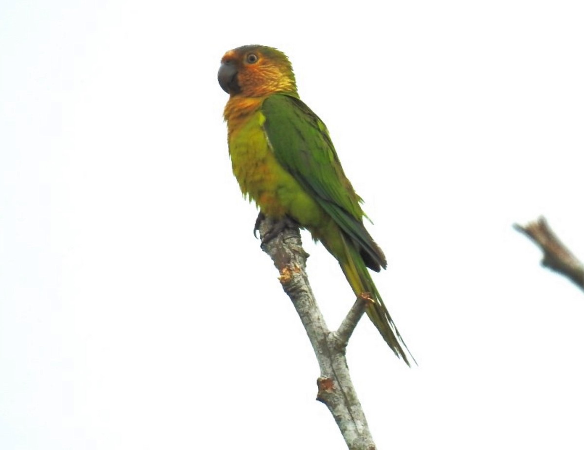 Brown-throated Parakeet - ML302679331