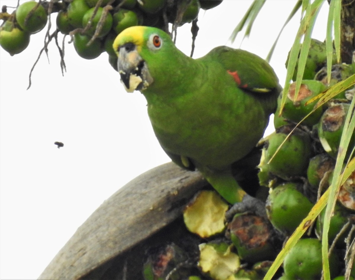 Yellow-crowned Parrot - ML302679341