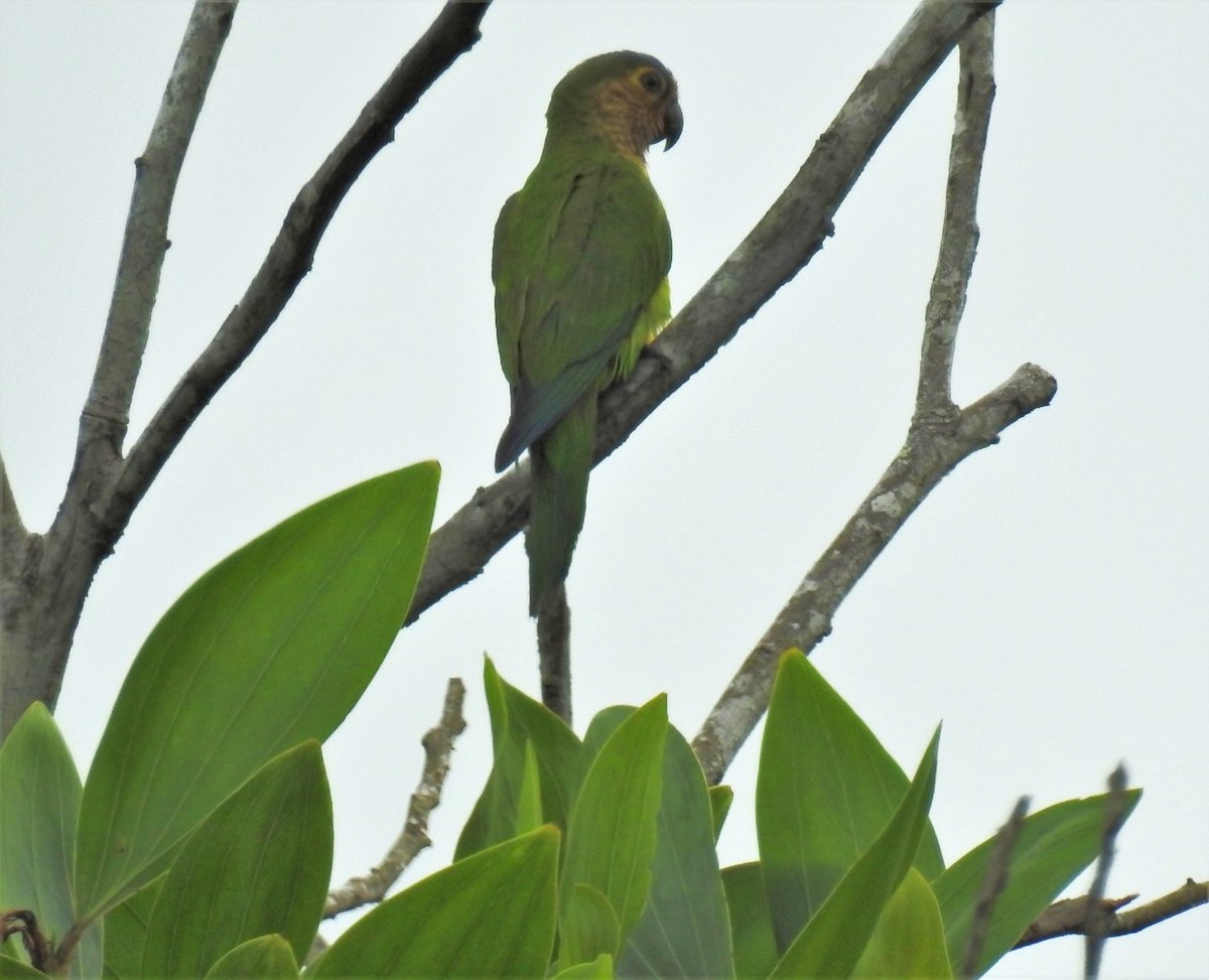 Brown-throated Parakeet - ML302679371