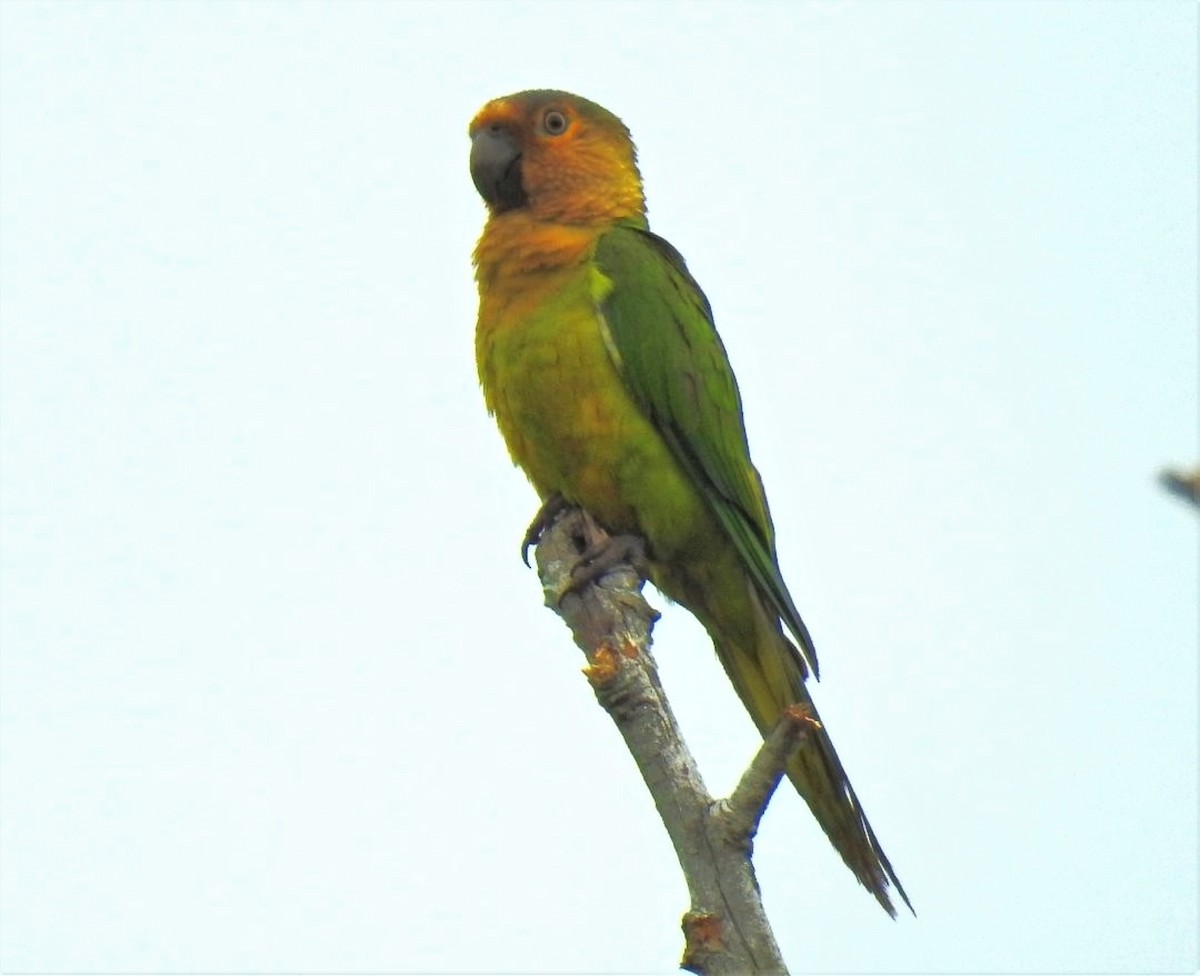 Brown-throated Parakeet - Sara Gravatt-Wimsatt