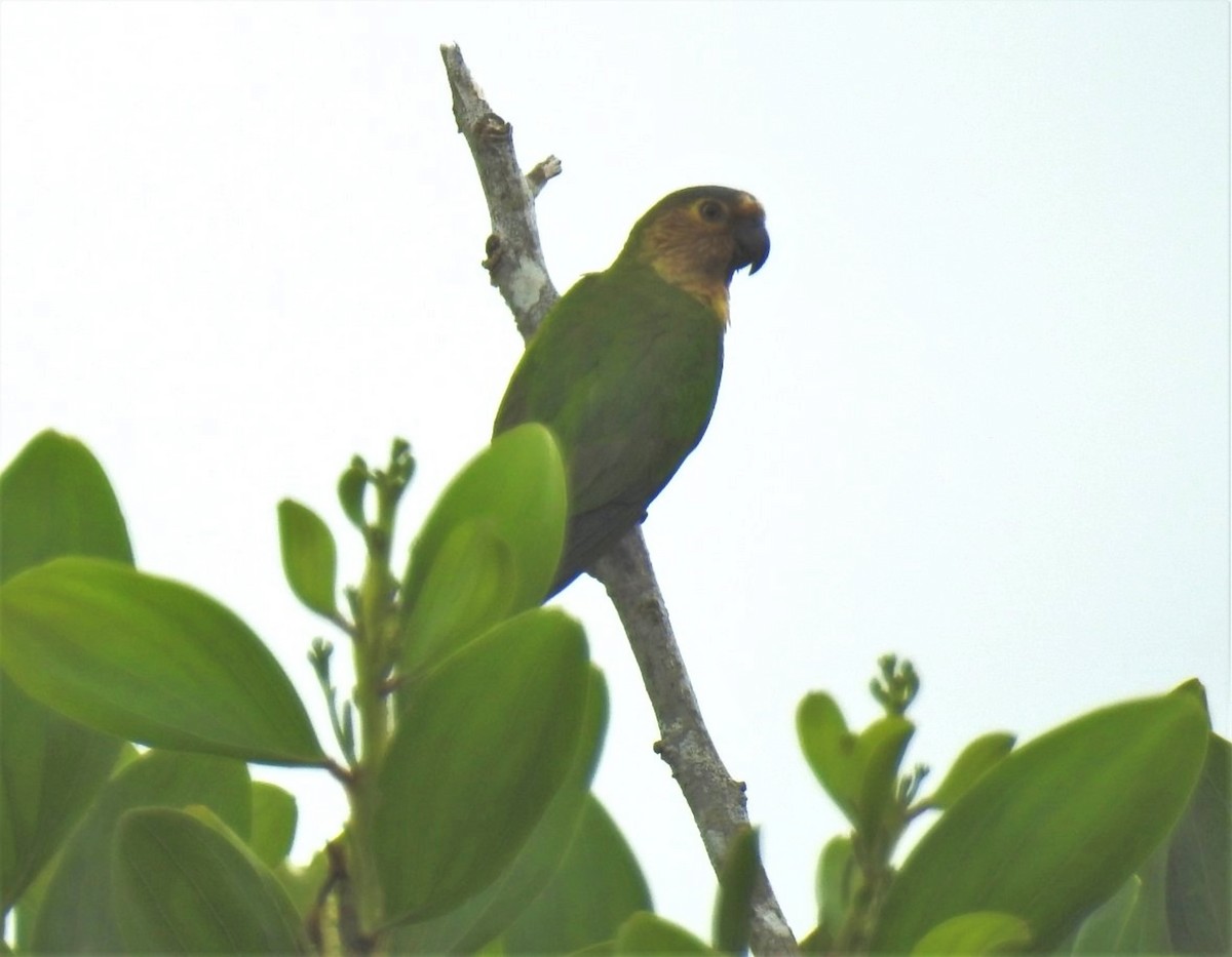 Brown-throated Parakeet - ML302679391