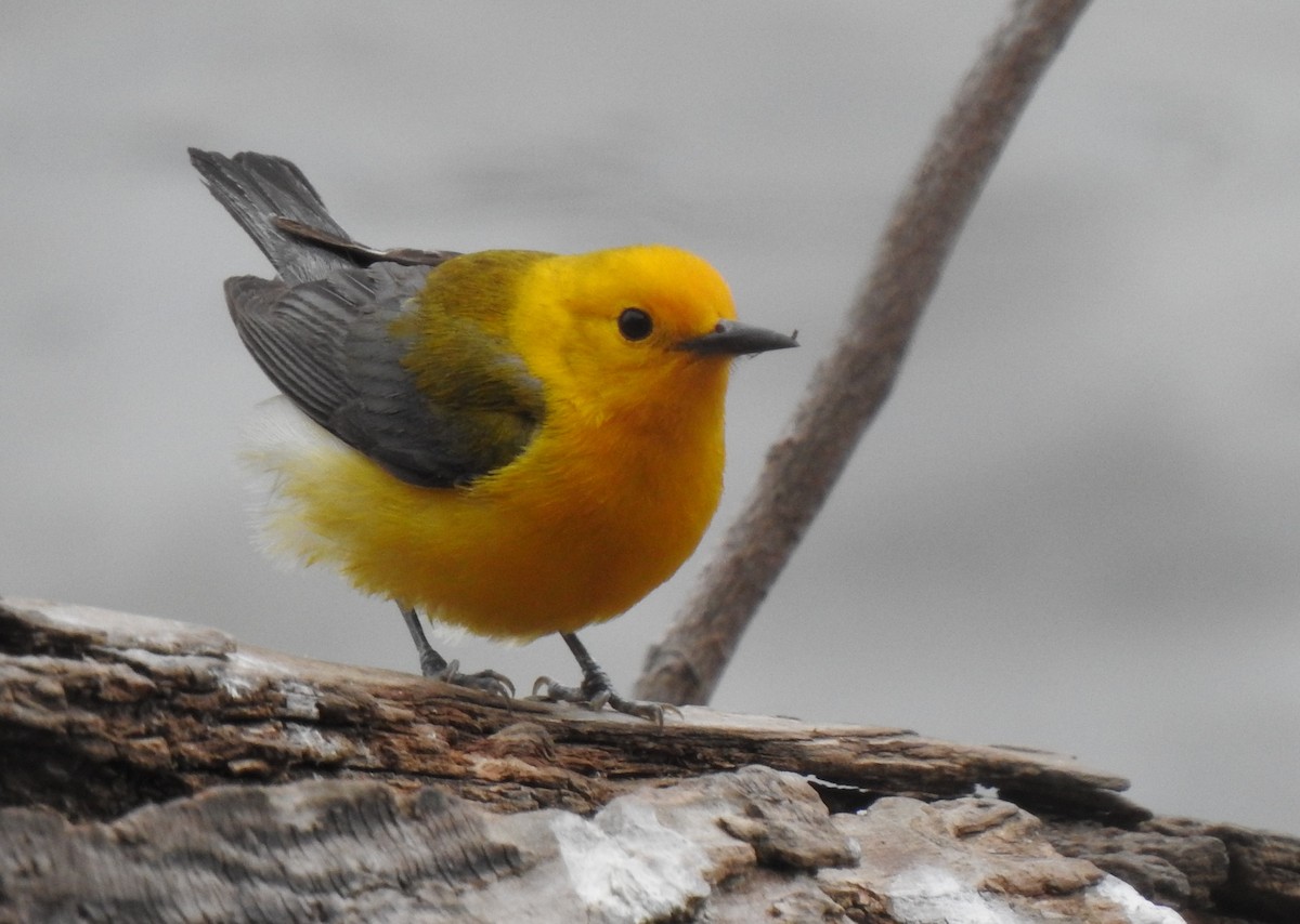 Prothonotary Warbler - ML302681601