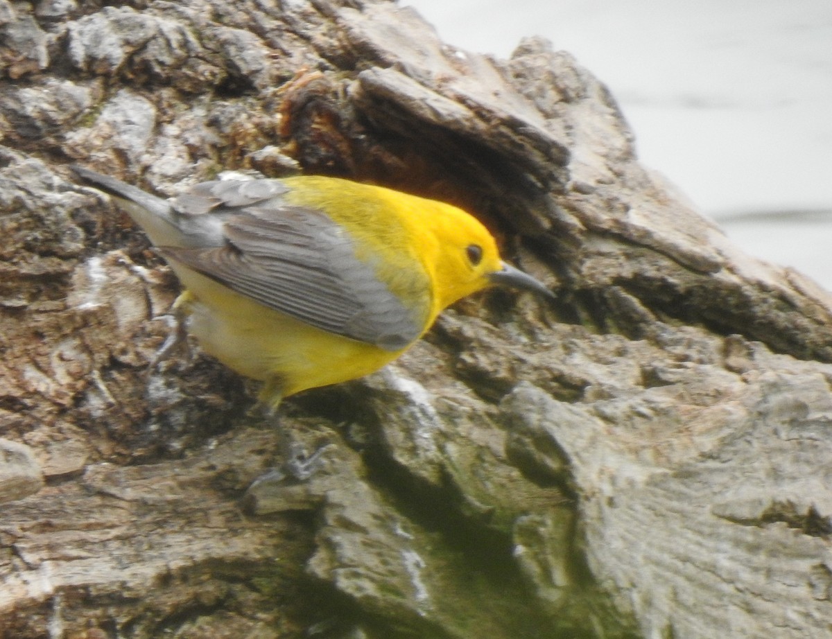 Prothonotary Warbler - ML302681691