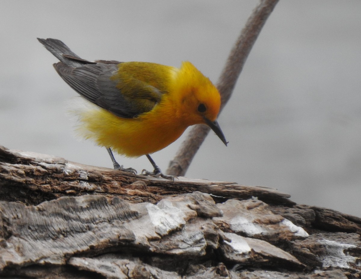 Prothonotary Warbler - ML302681821
