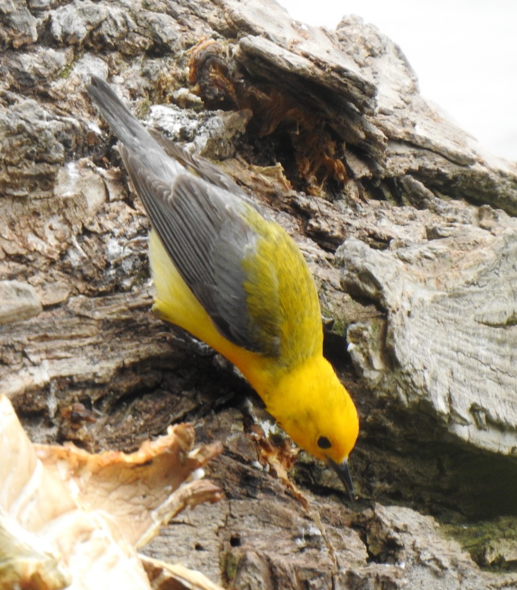 Prothonotary Warbler - ML302682001