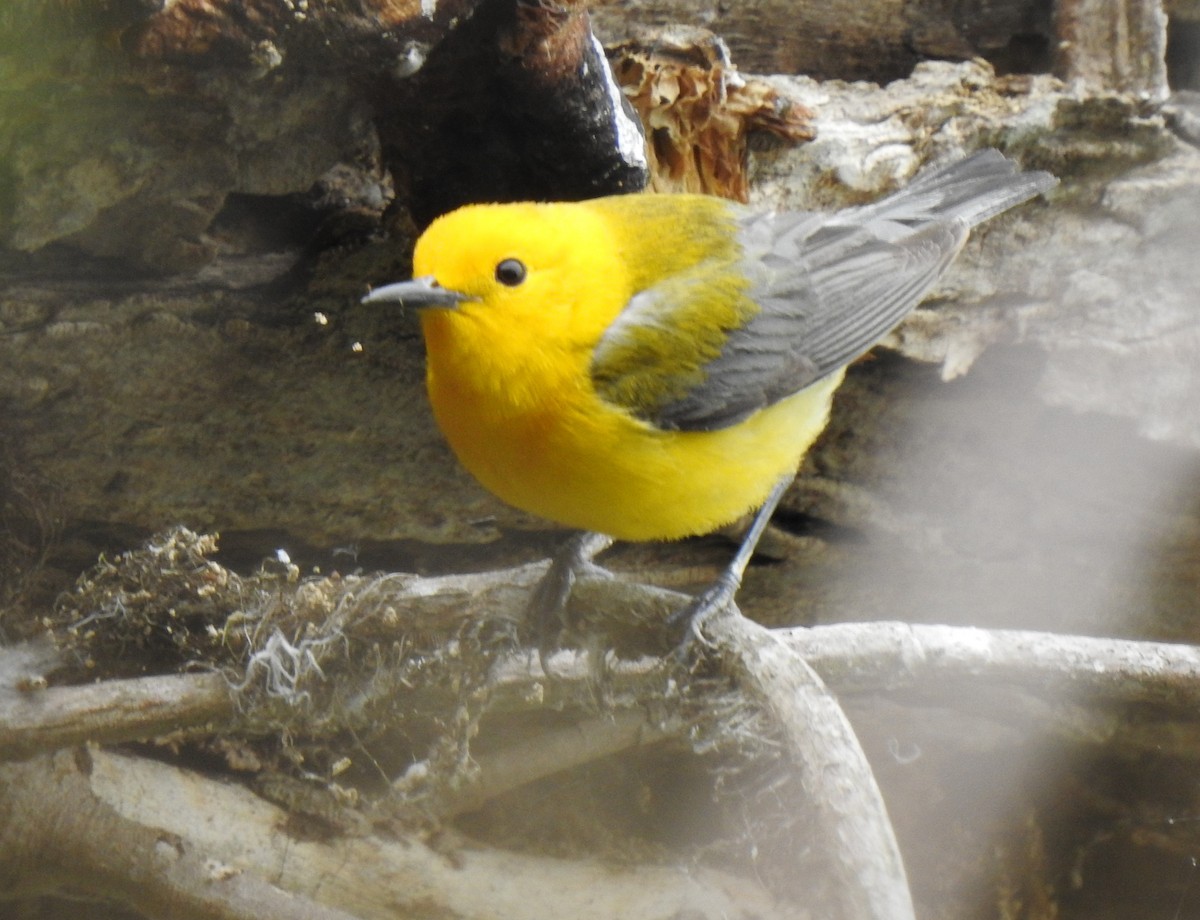 Prothonotary Warbler - ML302682011