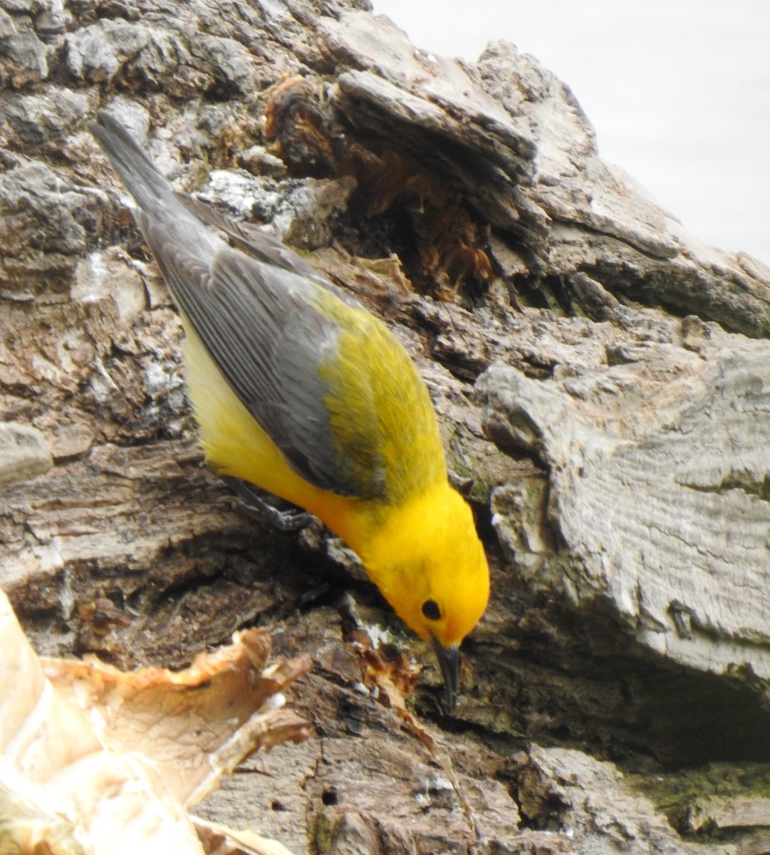 Prothonotary Warbler - ML302682091