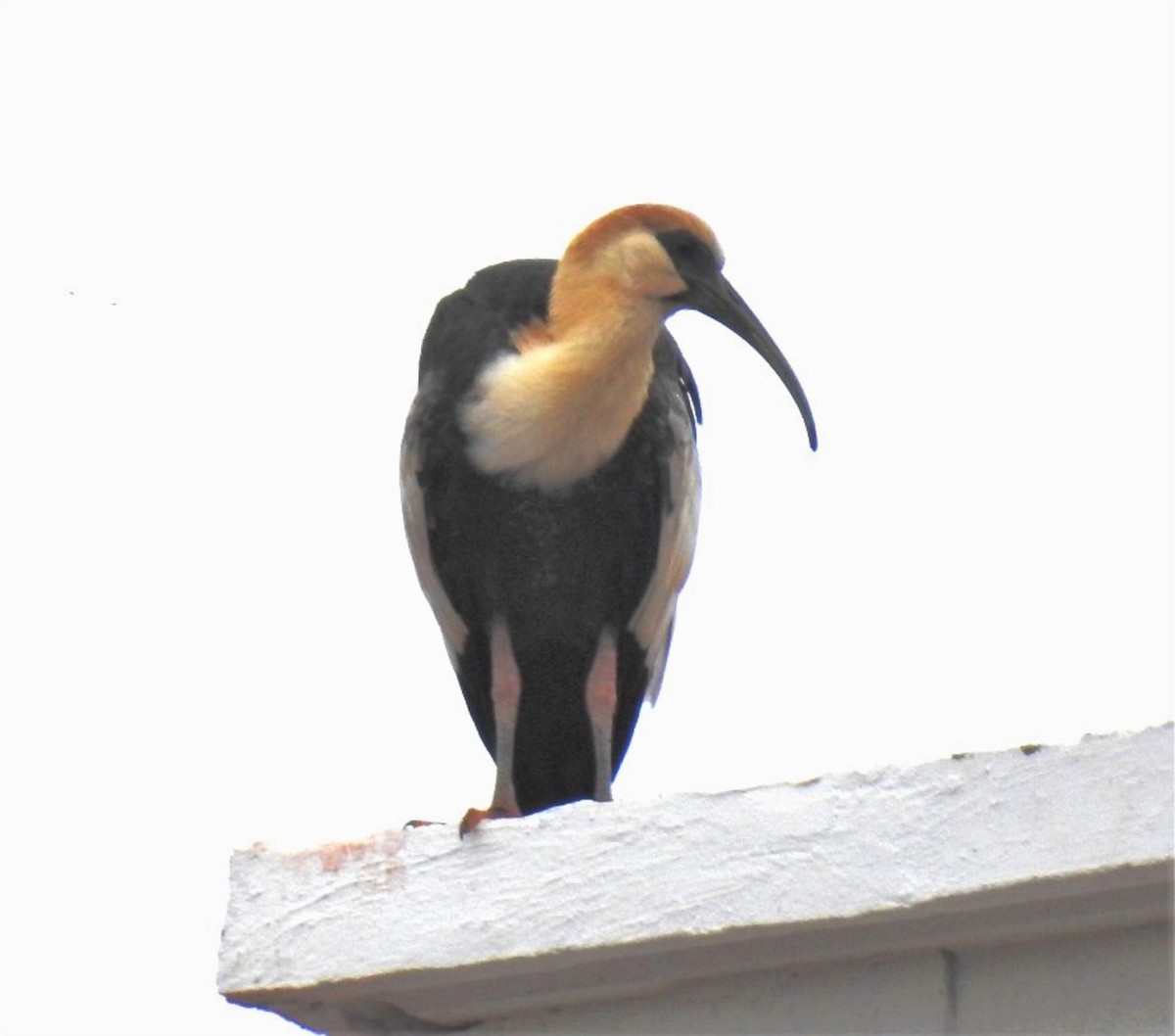 Buff-necked Ibis - ML302685611