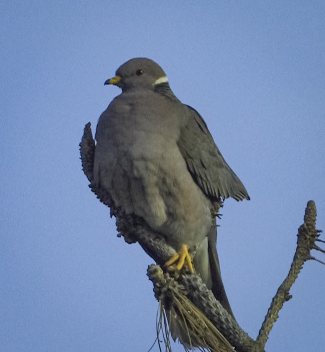 Band-tailed Pigeon - ML302689731