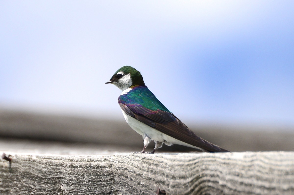Violet-green Swallow - Vicki St Germaine