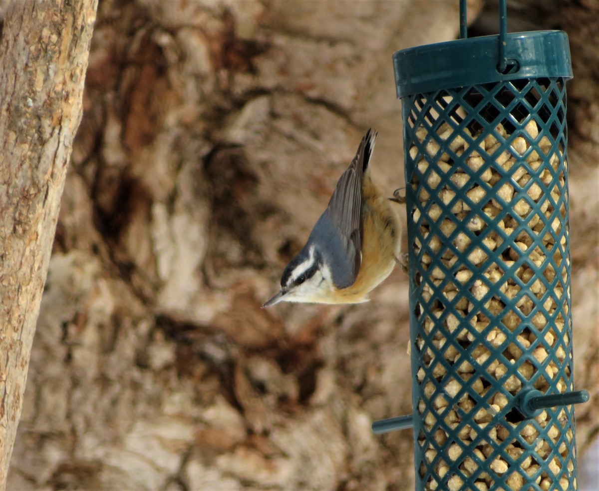 Red-breasted Nuthatch - ML302698151
