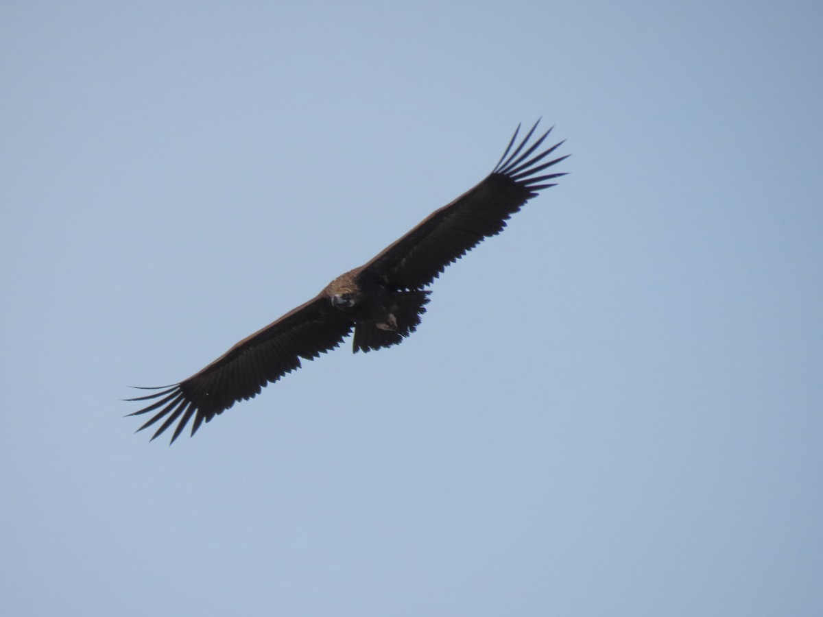 Cinereous Vulture - ML302699861