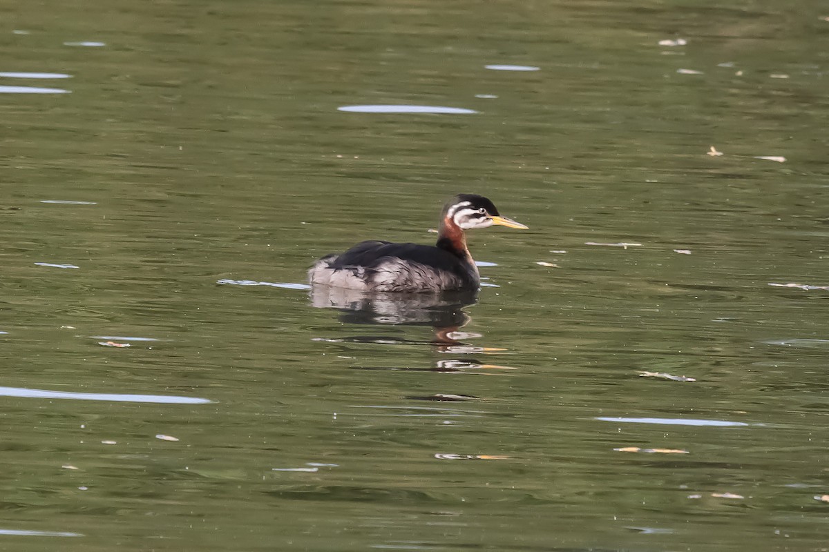 Red-necked Grebe - ML302700521
