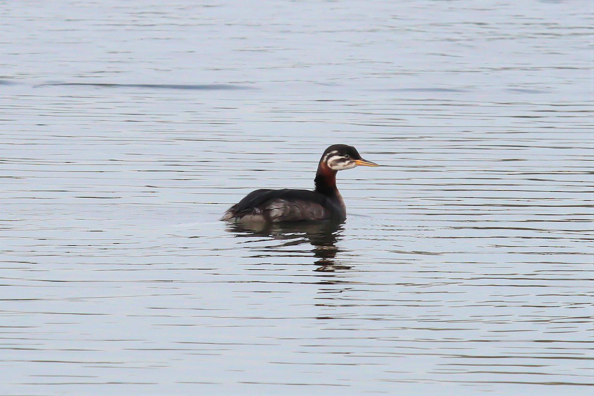 Red-necked Grebe - ML302700881