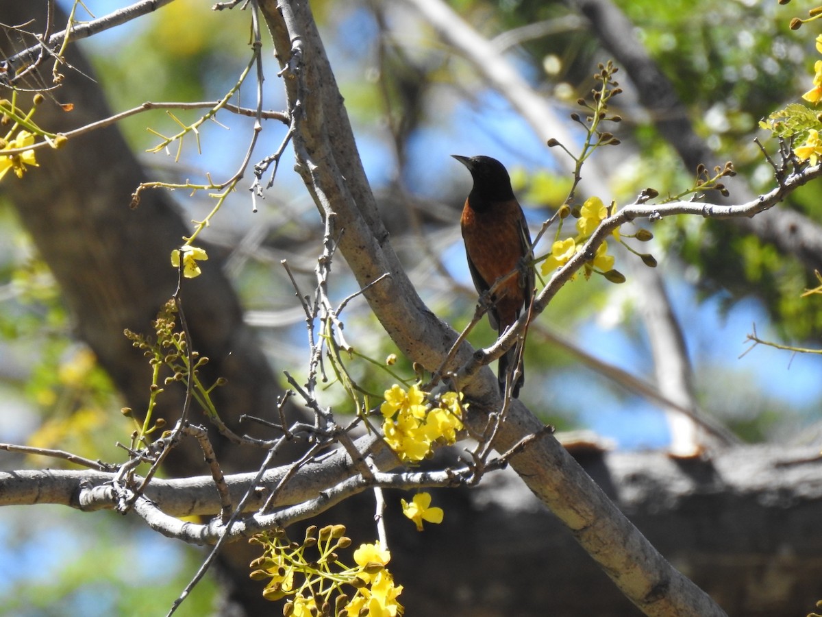 Orchard Oriole - ML302704221