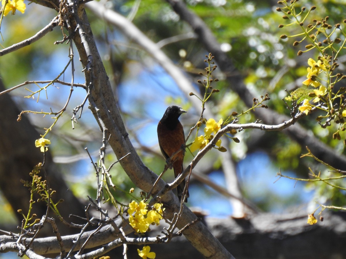 Orchard Oriole - ML302704251