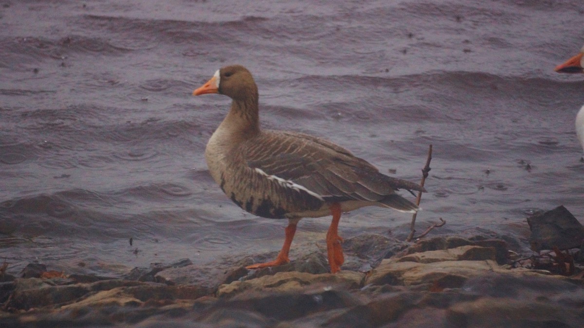Greater White-fronted Goose - ML302707001