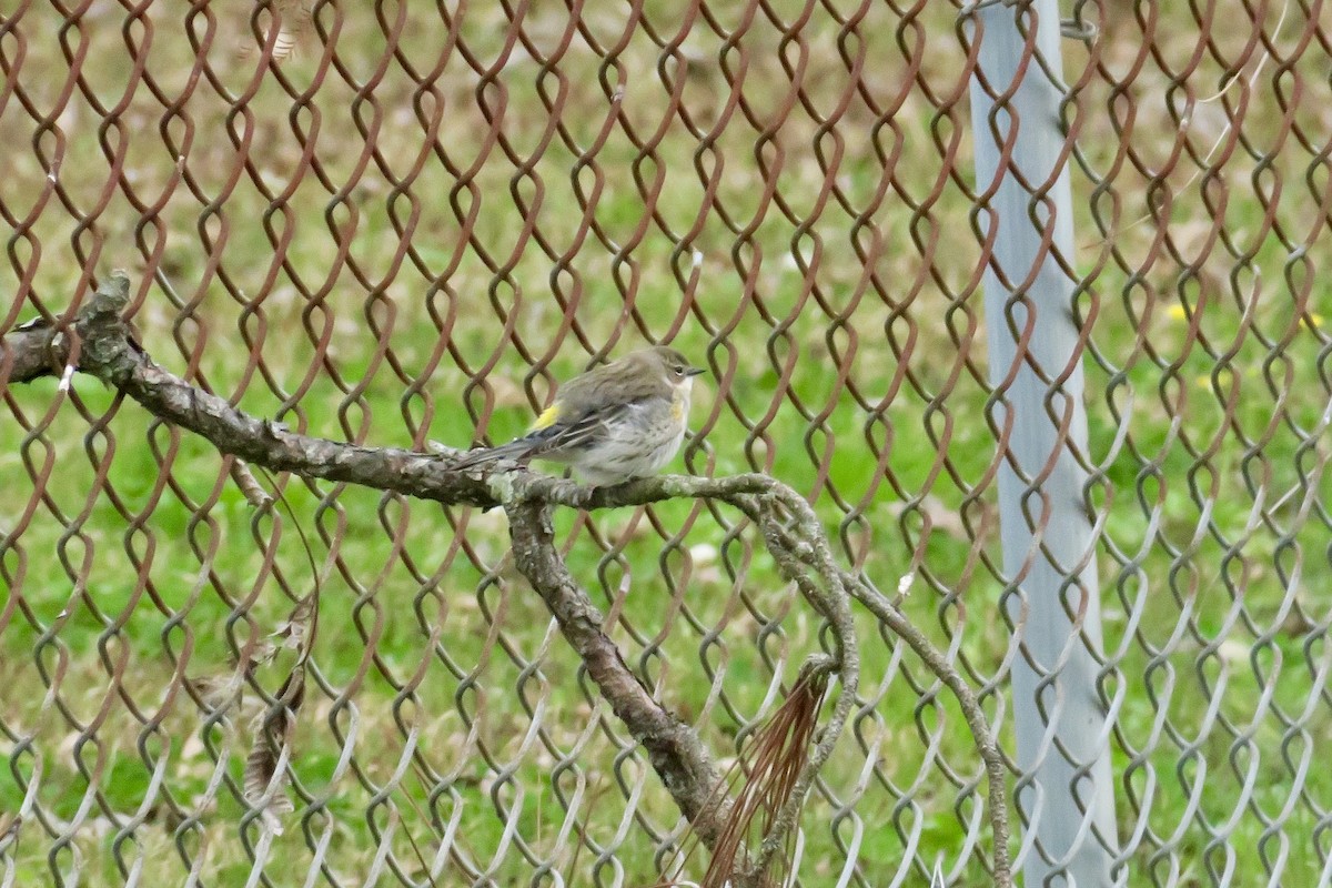 Yellow-rumped Warbler - Lindsay Seely