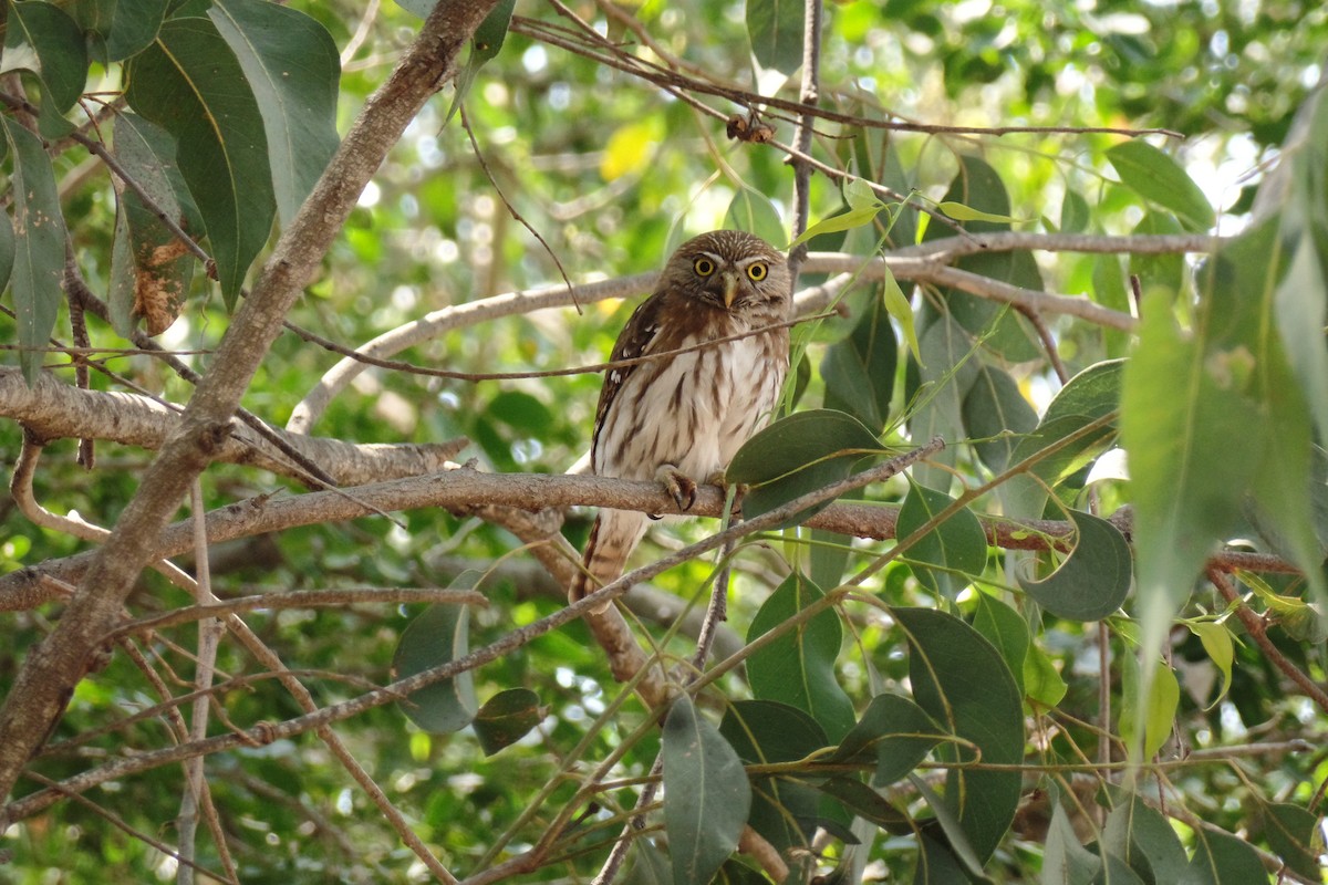 Ferruginous Pygmy-Owl - David Molina