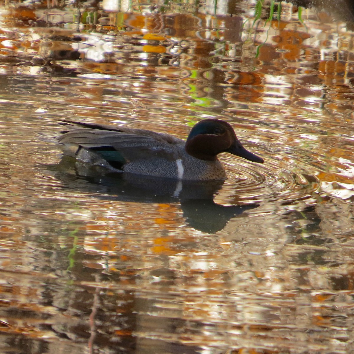 Green-winged Teal - Bill Lisowsky