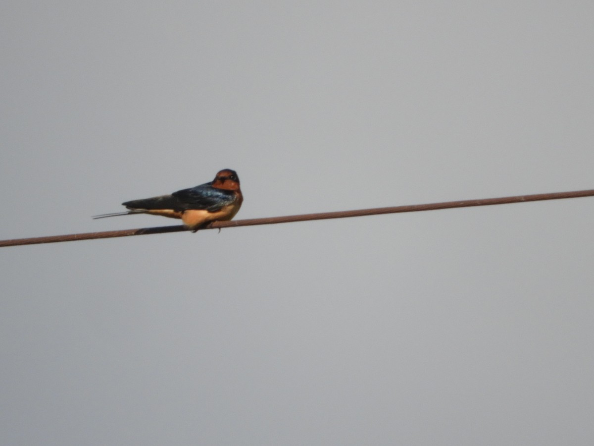 Barn Swallow - ML302714991
