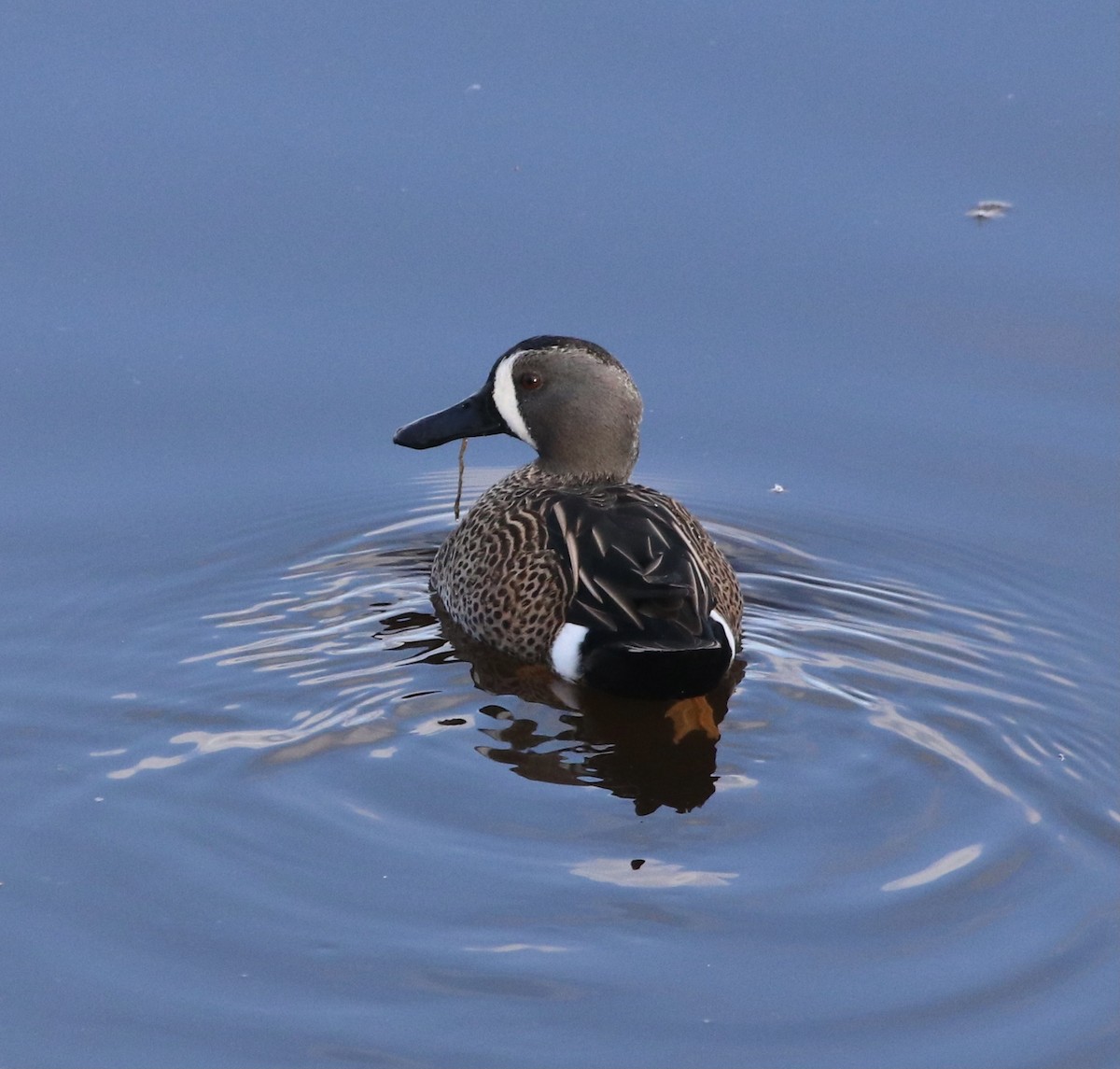 Blue-winged Teal - ML302717051