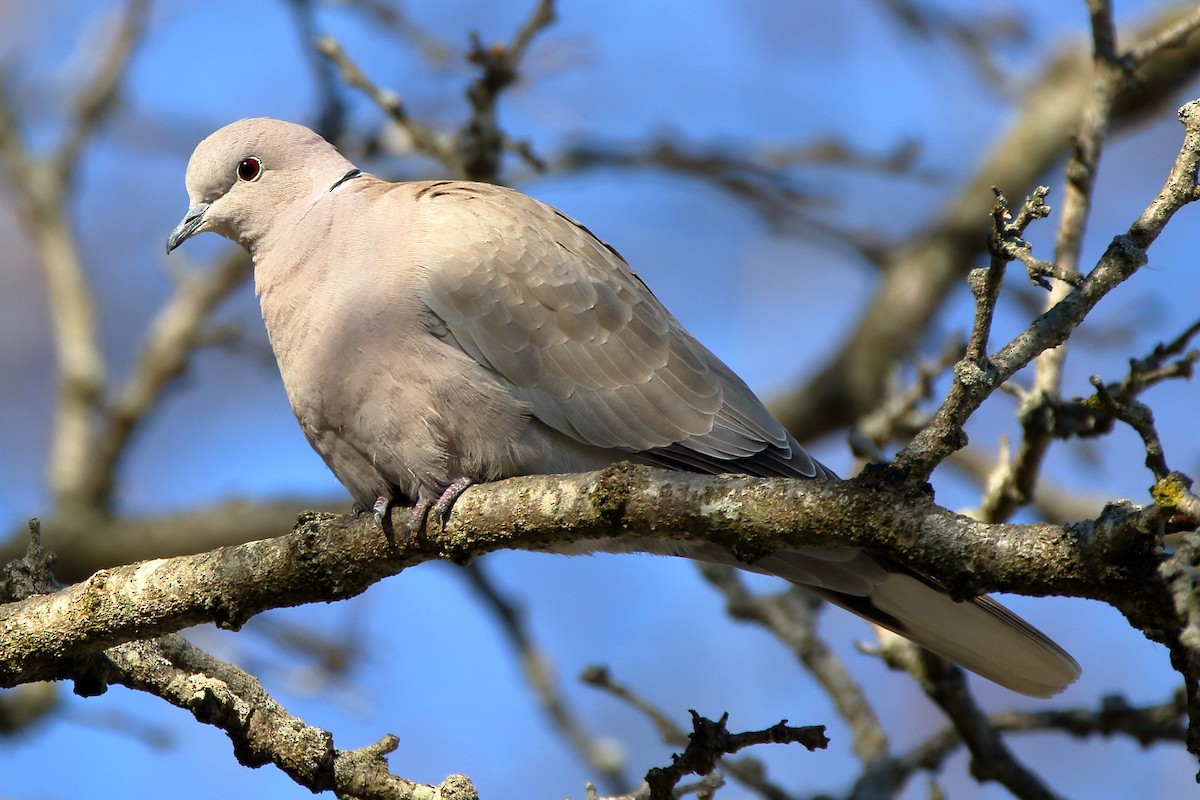 Eurasian Collared-Dove - John Manger