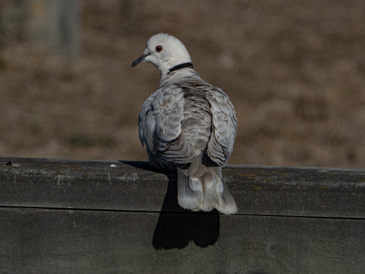 African Collared-Dove - ML302719181