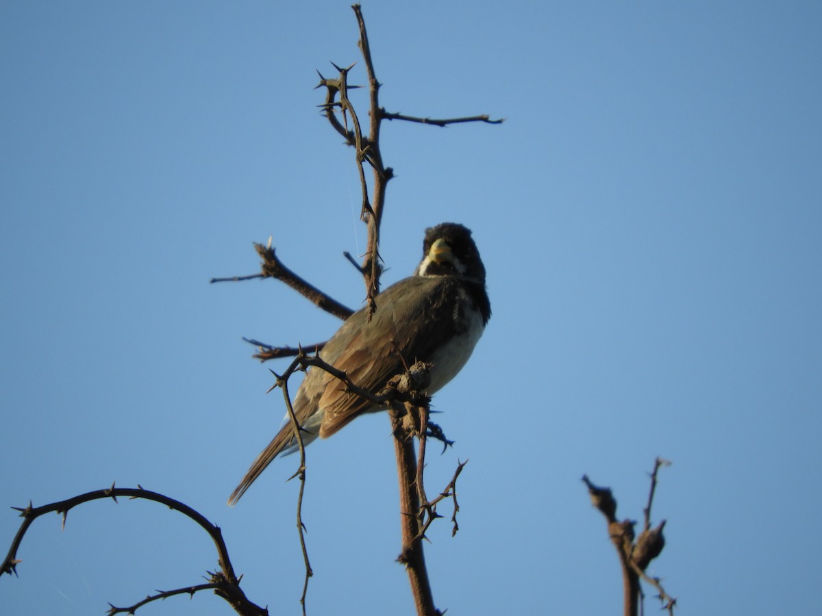 Double-collared Seedeater - ML302720061