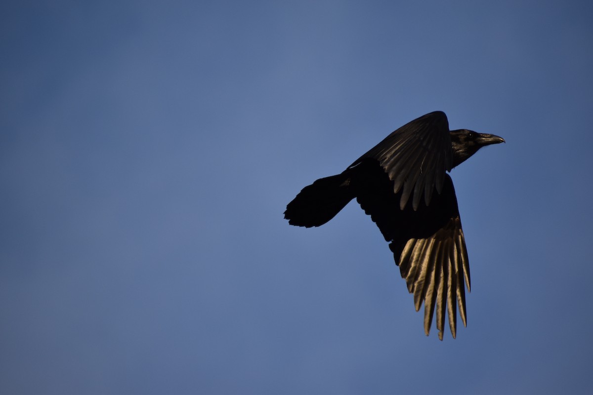 Common Raven - ML302720401