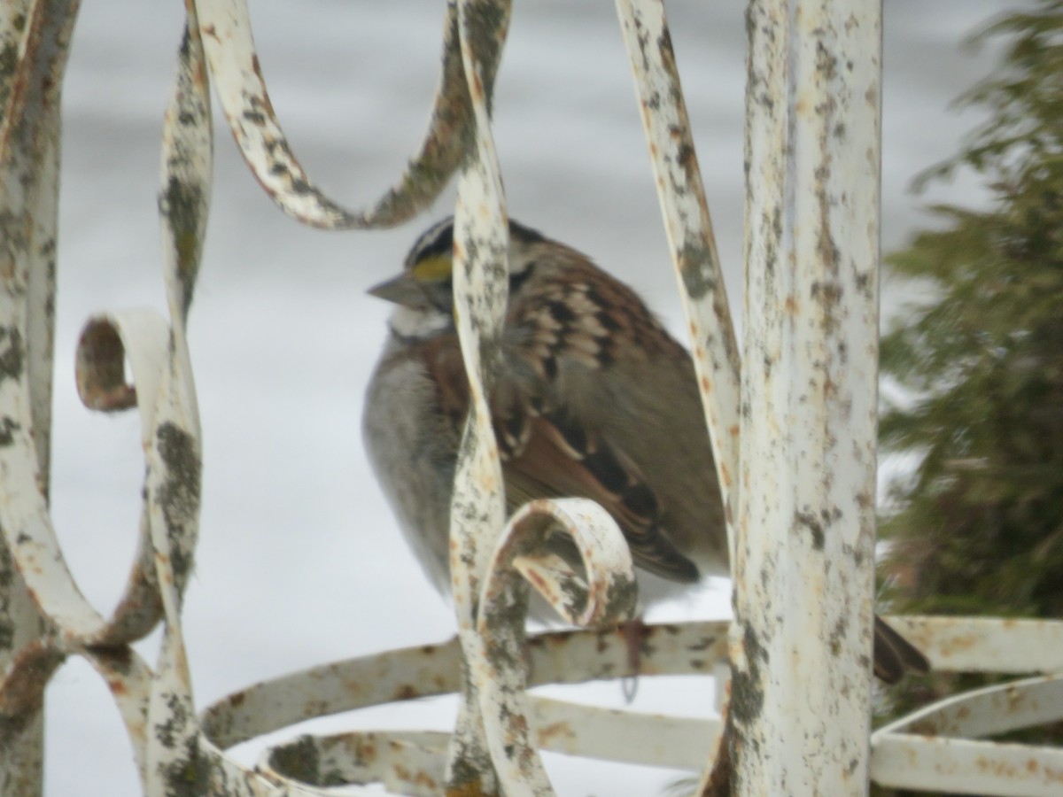 White-throated Sparrow - ML302721861