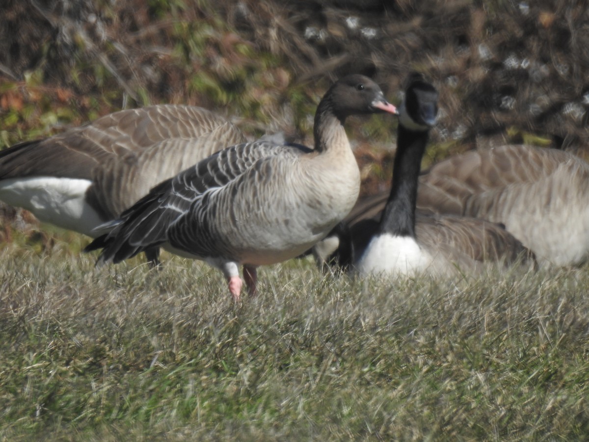 Pink-footed Goose - ML302722001